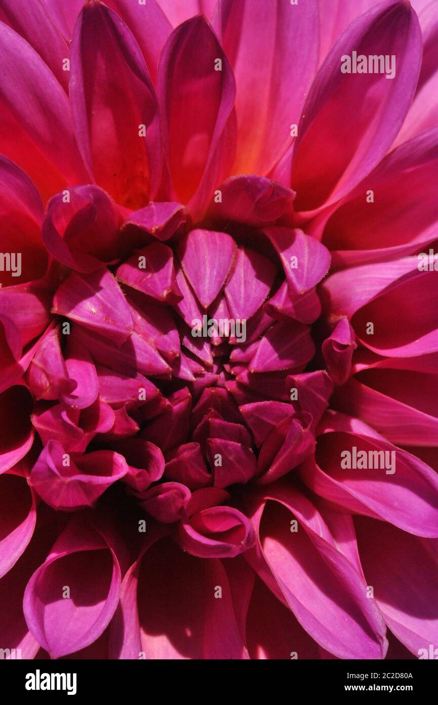 Purple dahlia plant asteraceae hi-res stock photography and images - Alamy