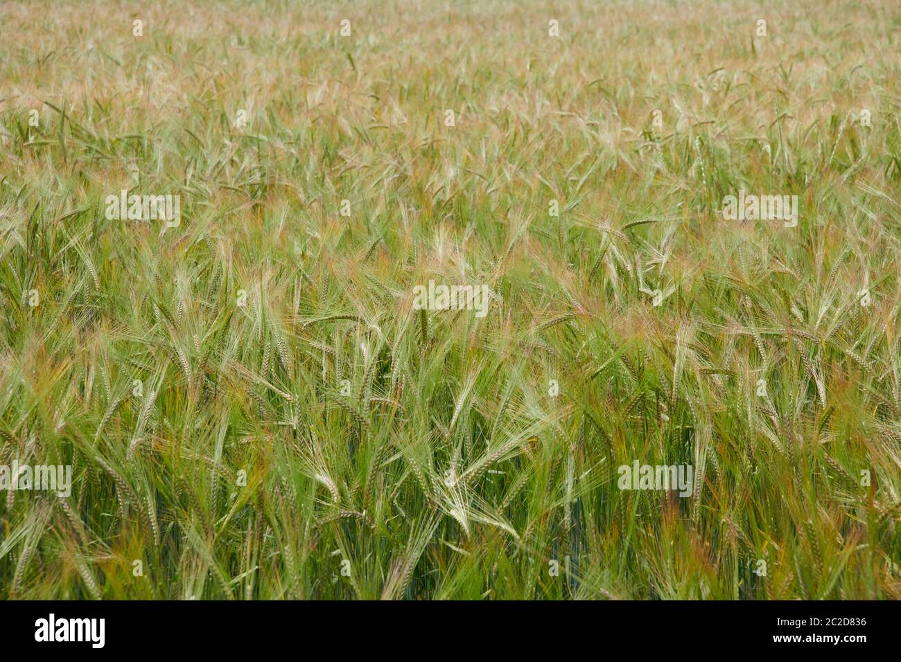 Common wheat (Triticum aestivum) or bread wheat growing in the summer sunshine, East Yorkshire, England, UK, GB. Stock Photo