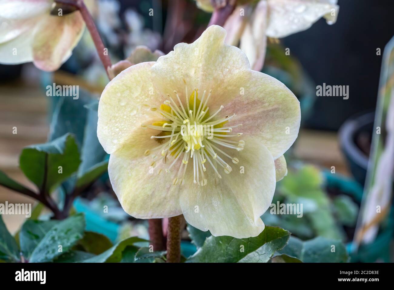 Helleborus x ballardiae 'Cinnamon Snow' a winter spring flower plant Stock Photo