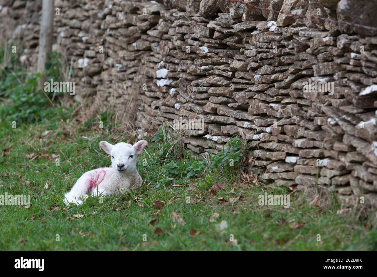 Spring lamb by cotswold dry stone wall, Cotswolds, Gloucestershire, England, United Kingdom, Europe Stock Photo