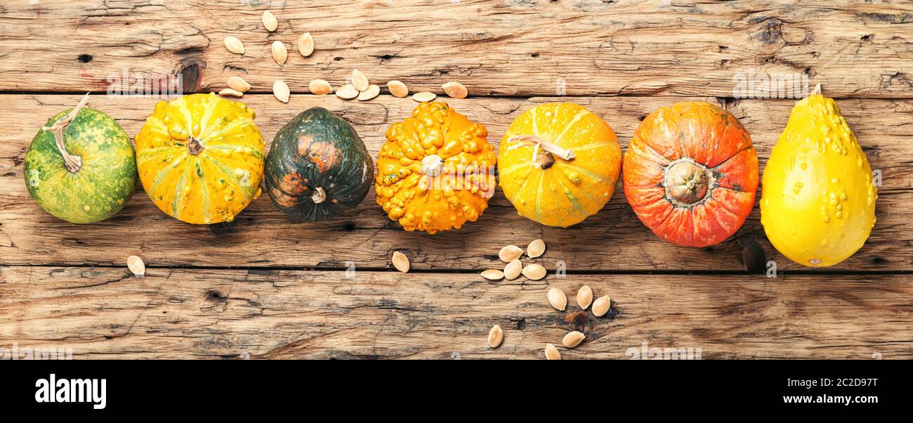 Big set of autumn pumpkins on old wooden table.Autumn symbol Stock ...