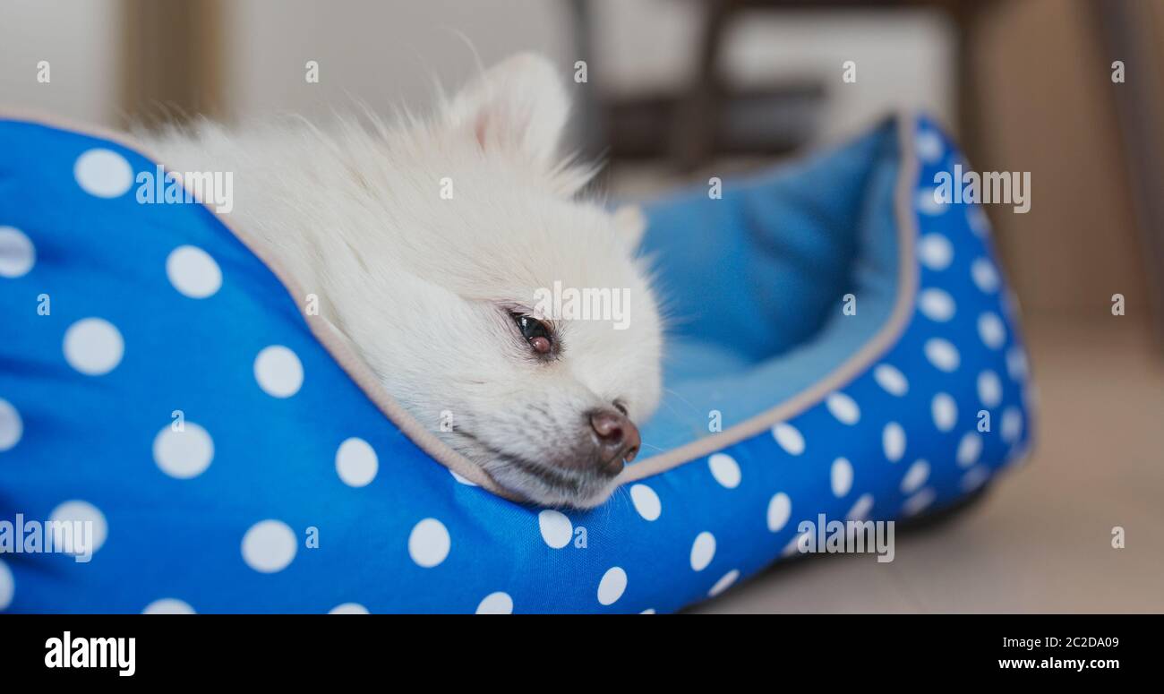 Pomeranian dog sleep on her bed Stock Photo Alamy