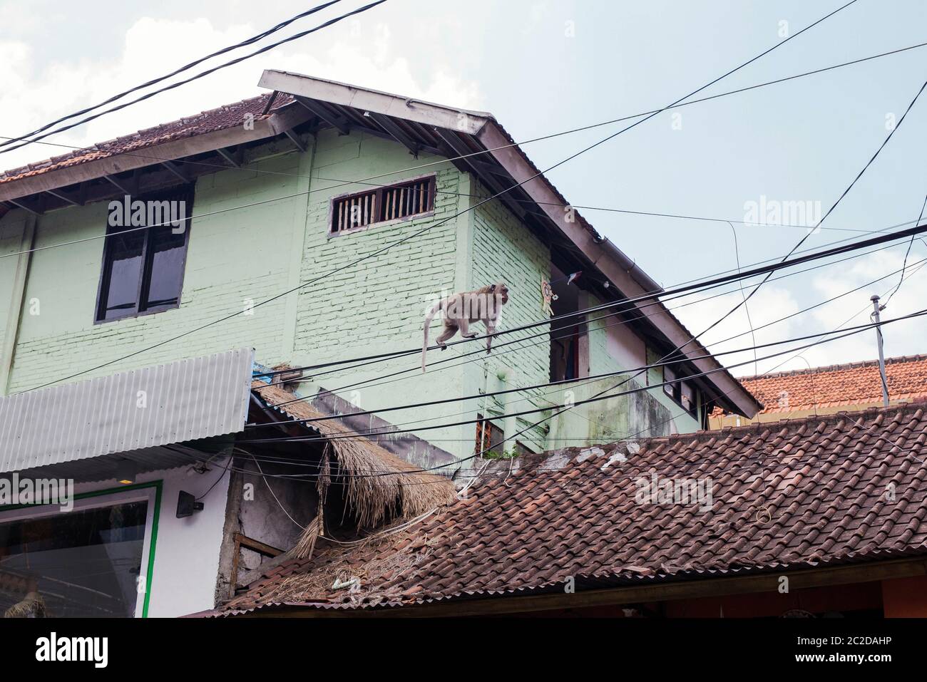 Monkey walks on electrical wire in a city in Bali, Ubud Stock Photo Alamy