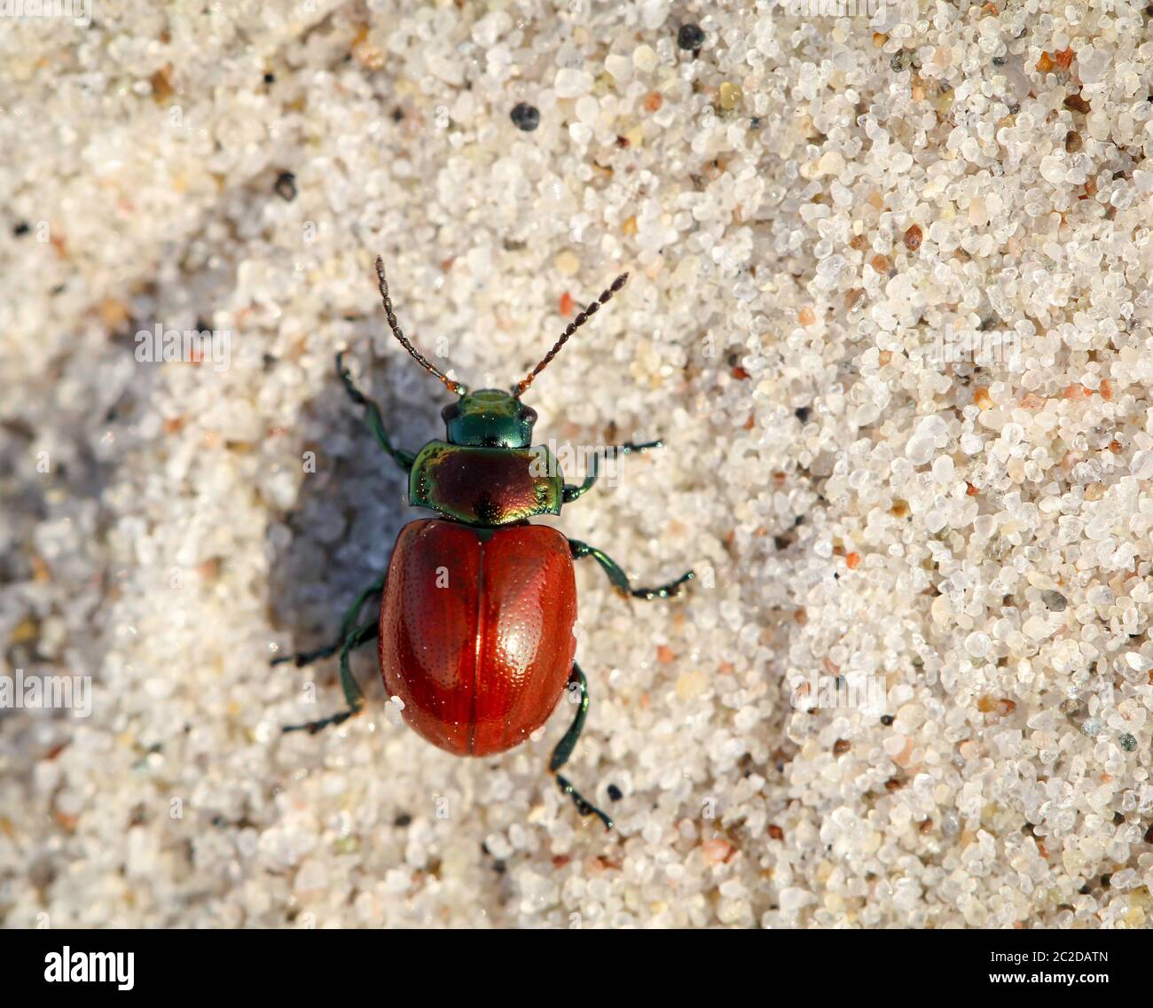 Beetles in a variety of colors and shapes are insects that enrich our environment Stock Photo