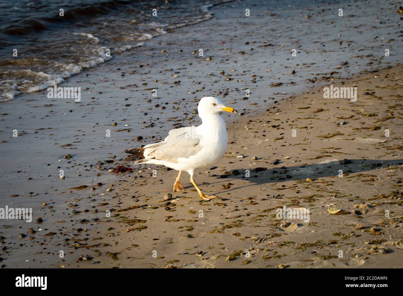A seagull on the beach at the baltic sea. The birds gull the sea. Stock Photo