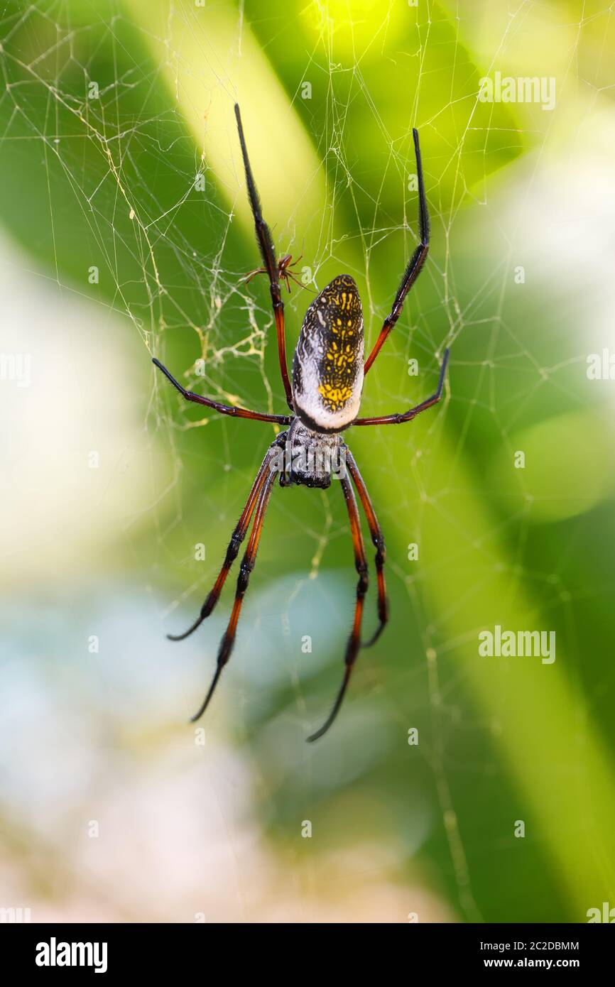 Golden giant silk orb-weaver, Spider on web. Nosy Mangabe island