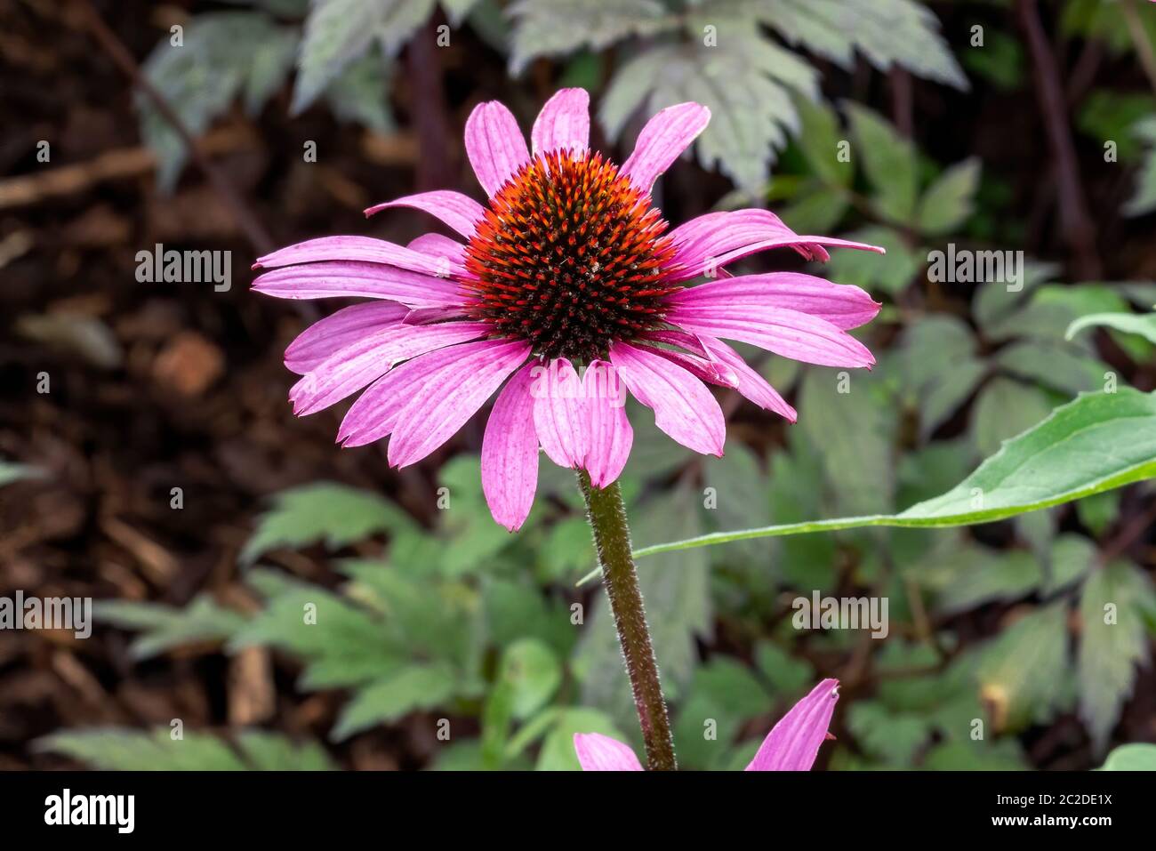 Echinacea purpurea 'Magnus' an herbaceous pink purple perennial summer autumn flower plant commonly known as coneflower Stock Photo