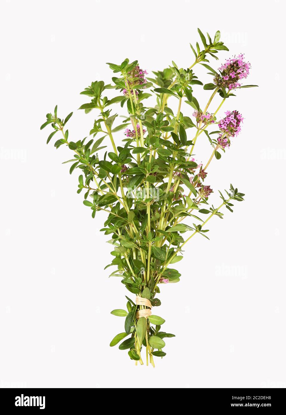 Bunch of freshly harvested thyme Stock Photo Alamy