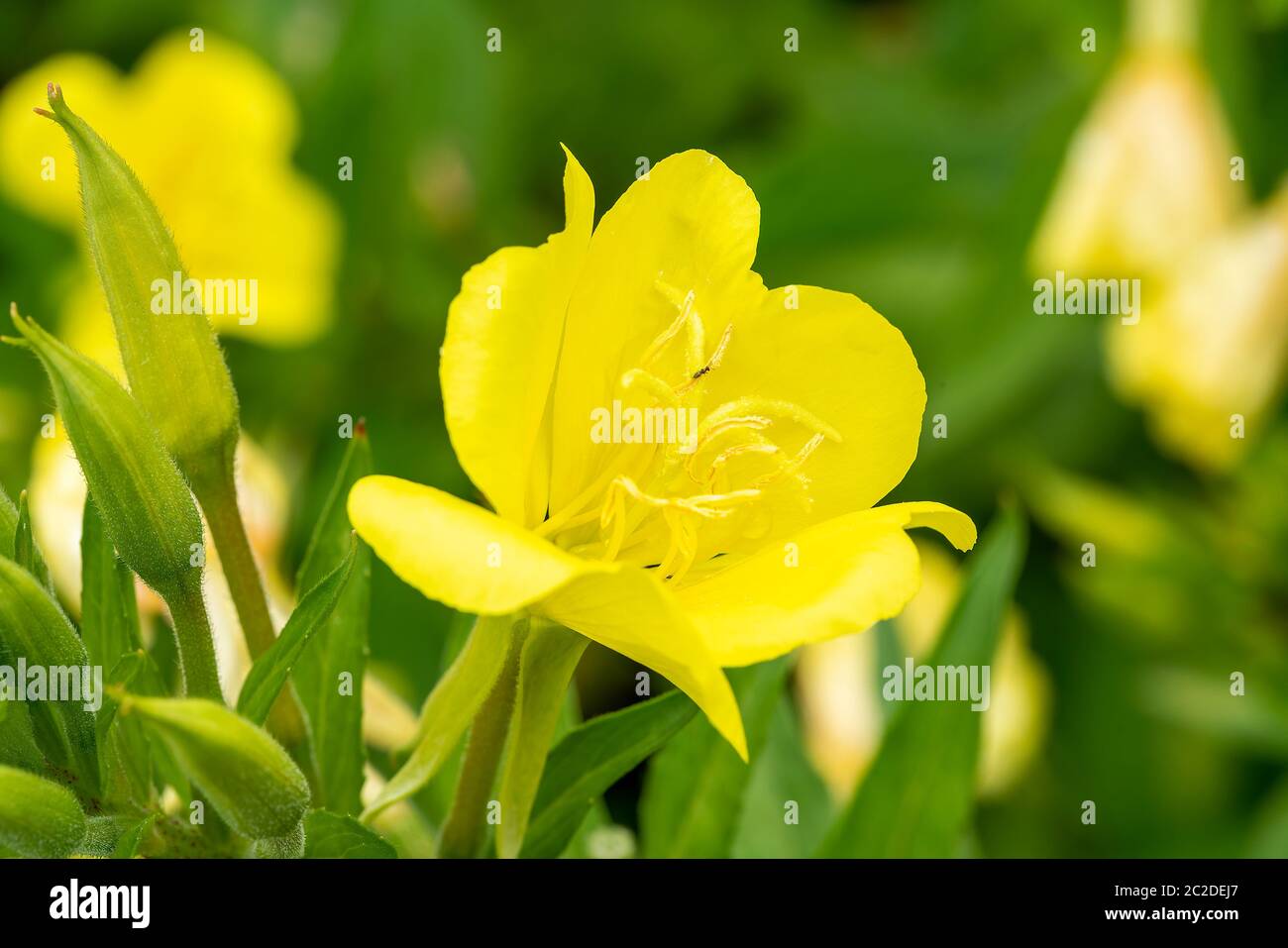 Oenothera odorata a yellow herbaceous springtime summer flower plant commonly known as evening primrose Stock Photo