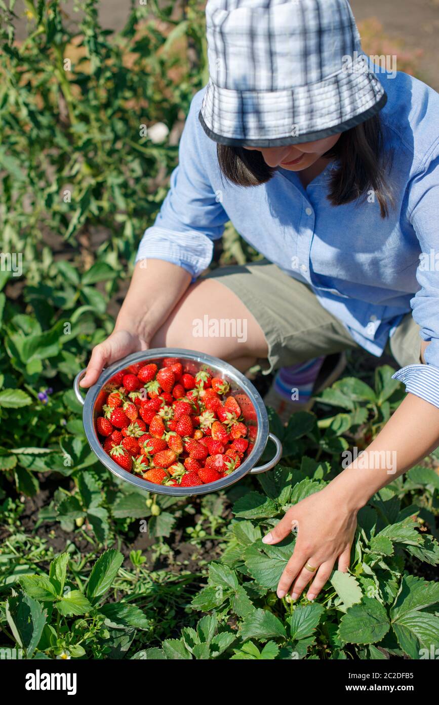 young woman picks fresh ripe strawberries from a garden bed Stock Photo ...