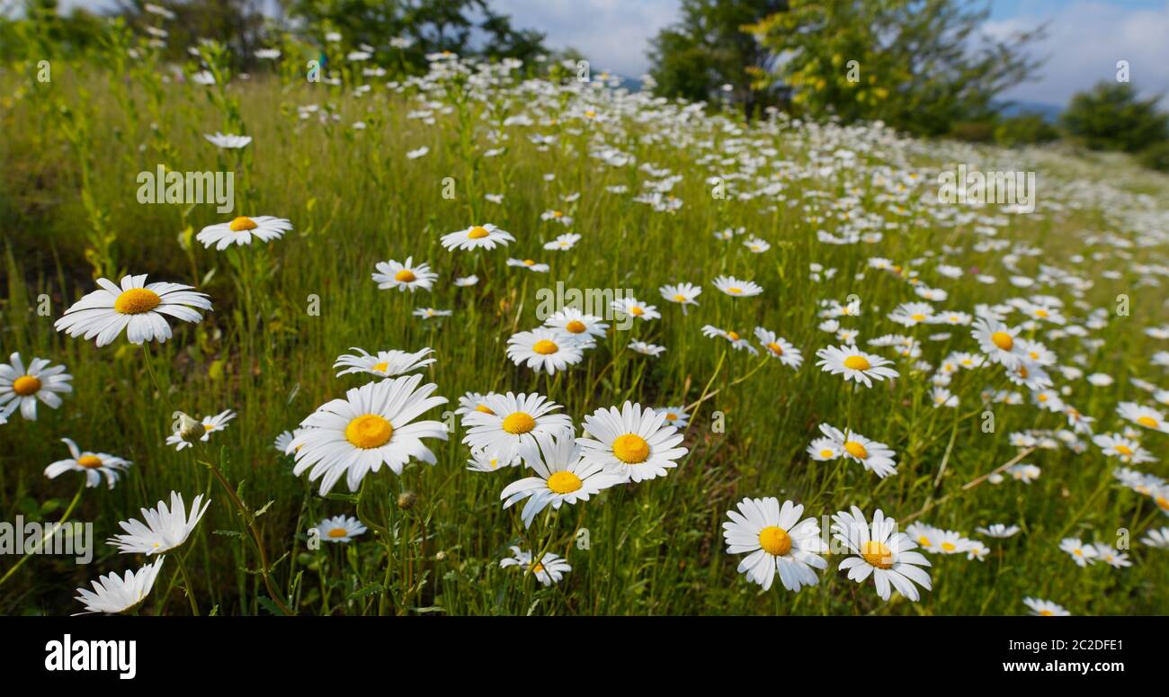 White chamomile in the meadow field Stock Photo - Alamy
