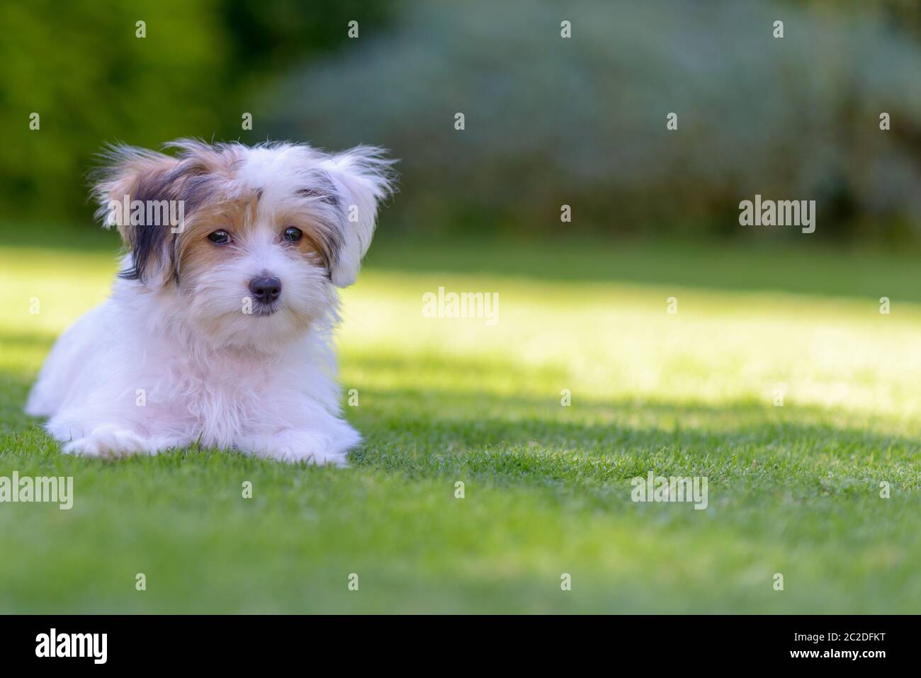Havanese Maltese Mix Full Grown