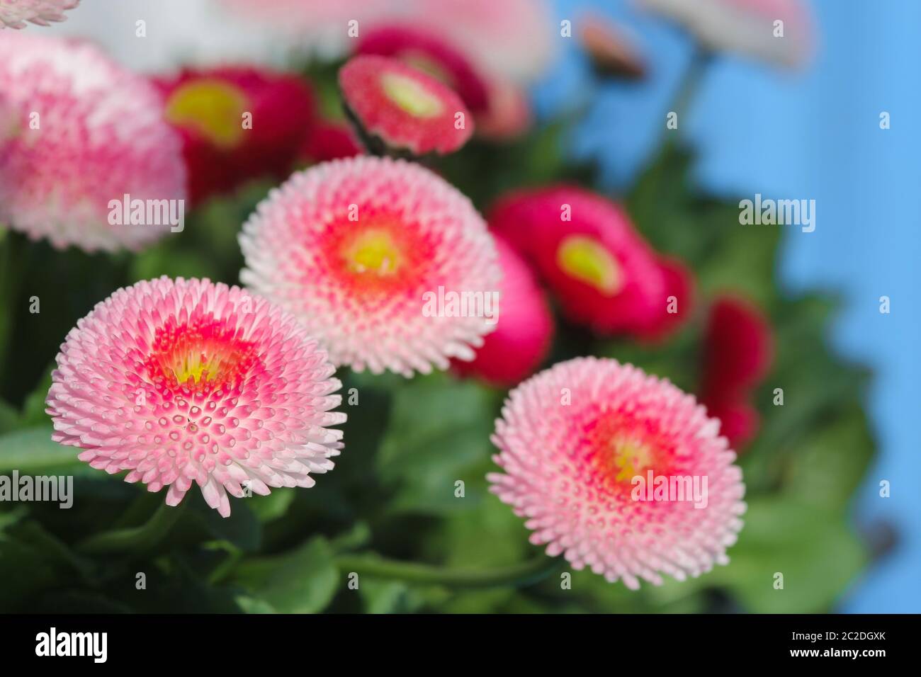 Pink daisy with blue background Stock Photo