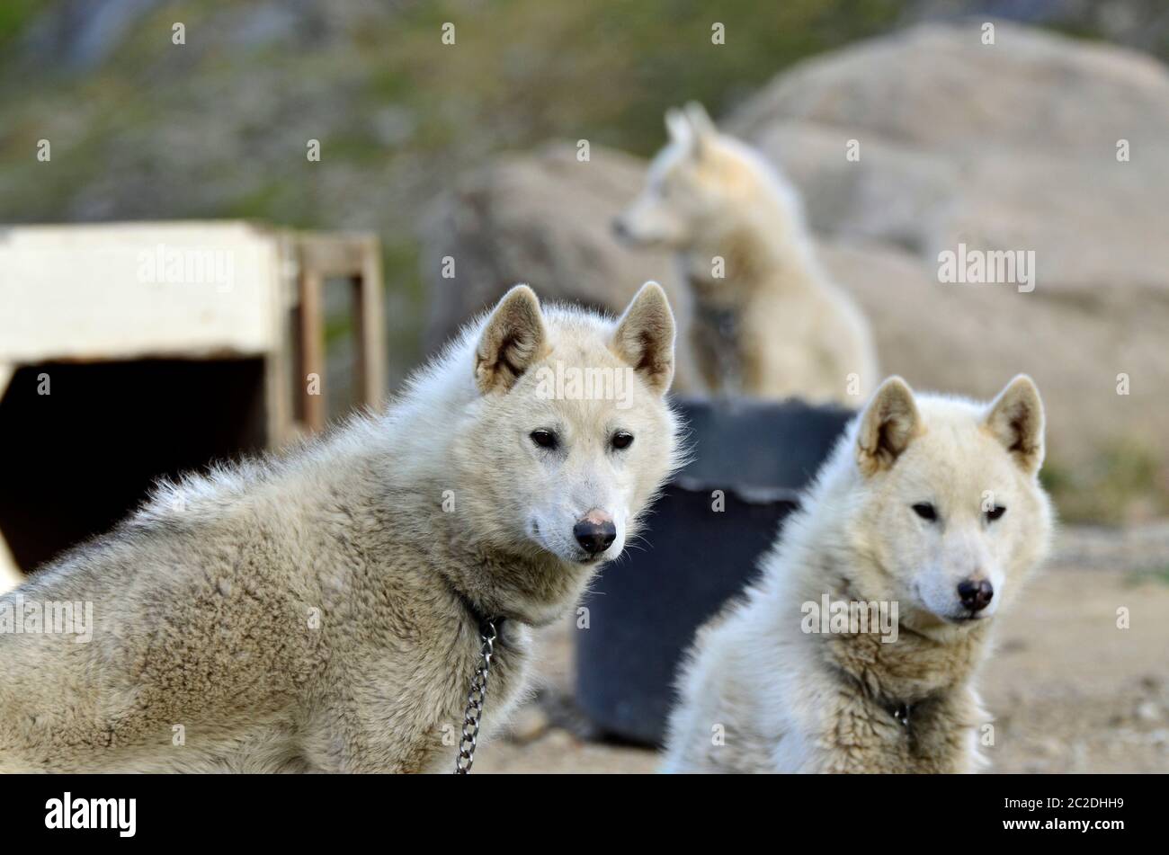 Schlittenhunde im Polarsommer, Tasiilaq, Ostgrönland Stock Photo