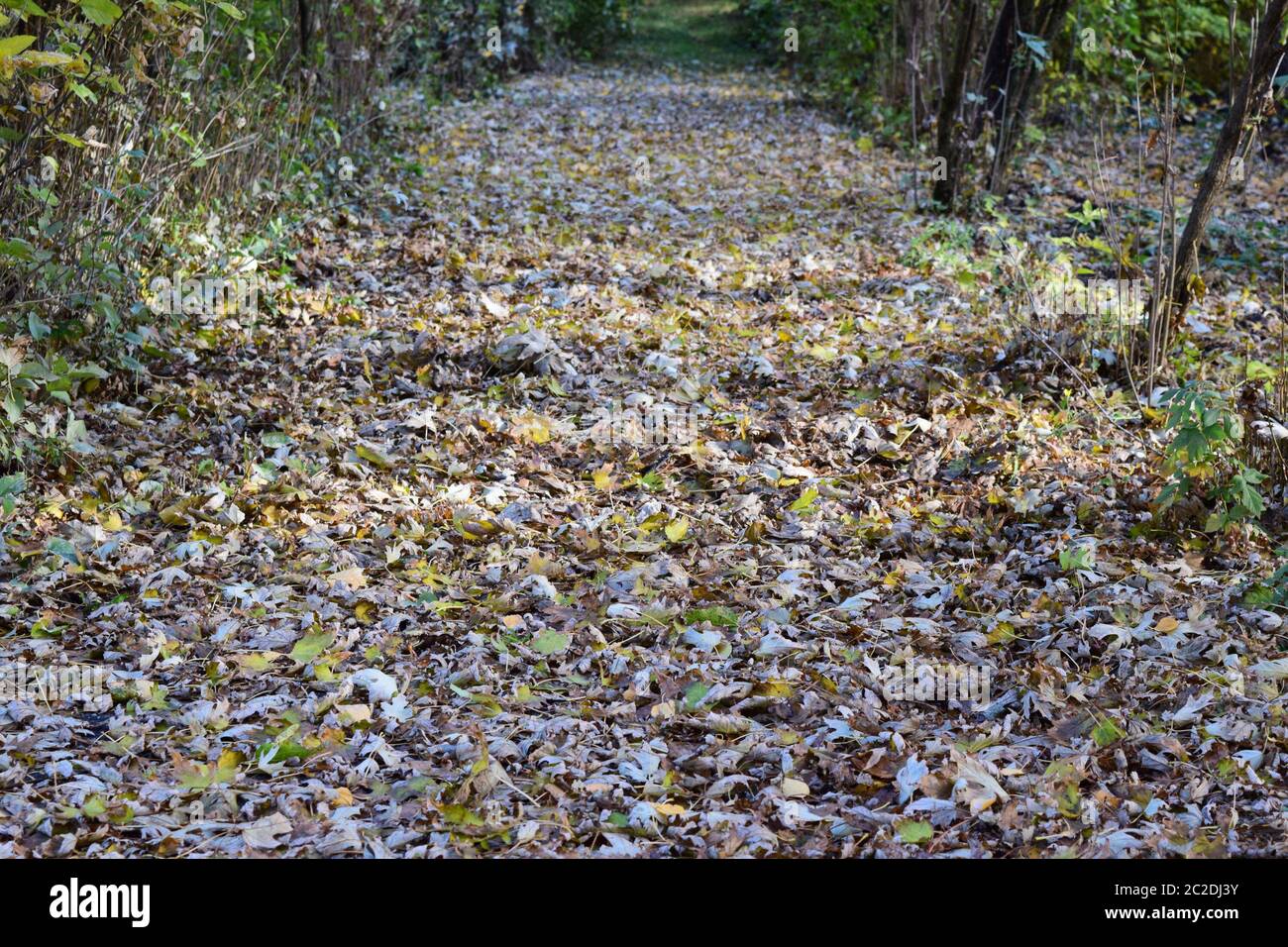 The leaves are yellow on the ground. Autumn leaf fall Stock Photo - Alamy