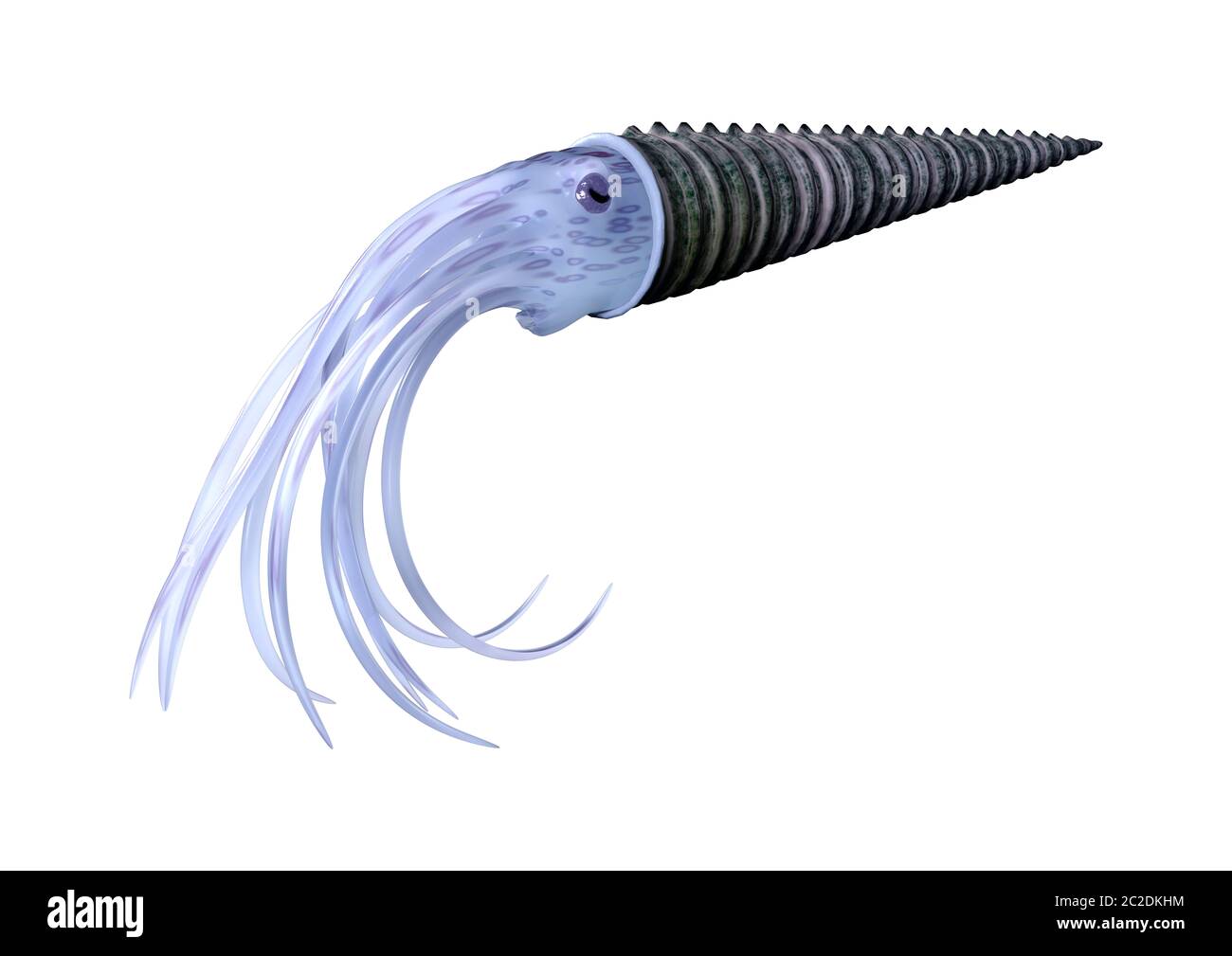 3D rendering of an Orthoceras, or straight horn, extinct nautiloid cephalopod animal isolated on white background Stock Photo
