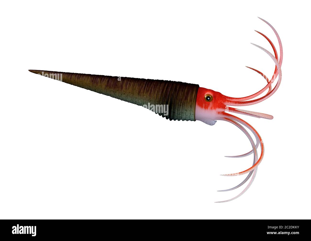 3D rendering of an Orthoceras, or straight horn, extinct nautiloid cephalopod animal isolated on white background Stock Photo