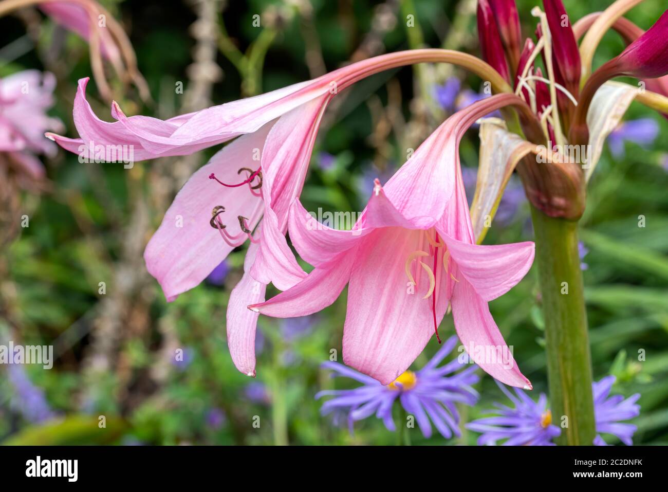 Crinum x powellii a pink late summer flower plant commonly known as swamp lily Stock Photo