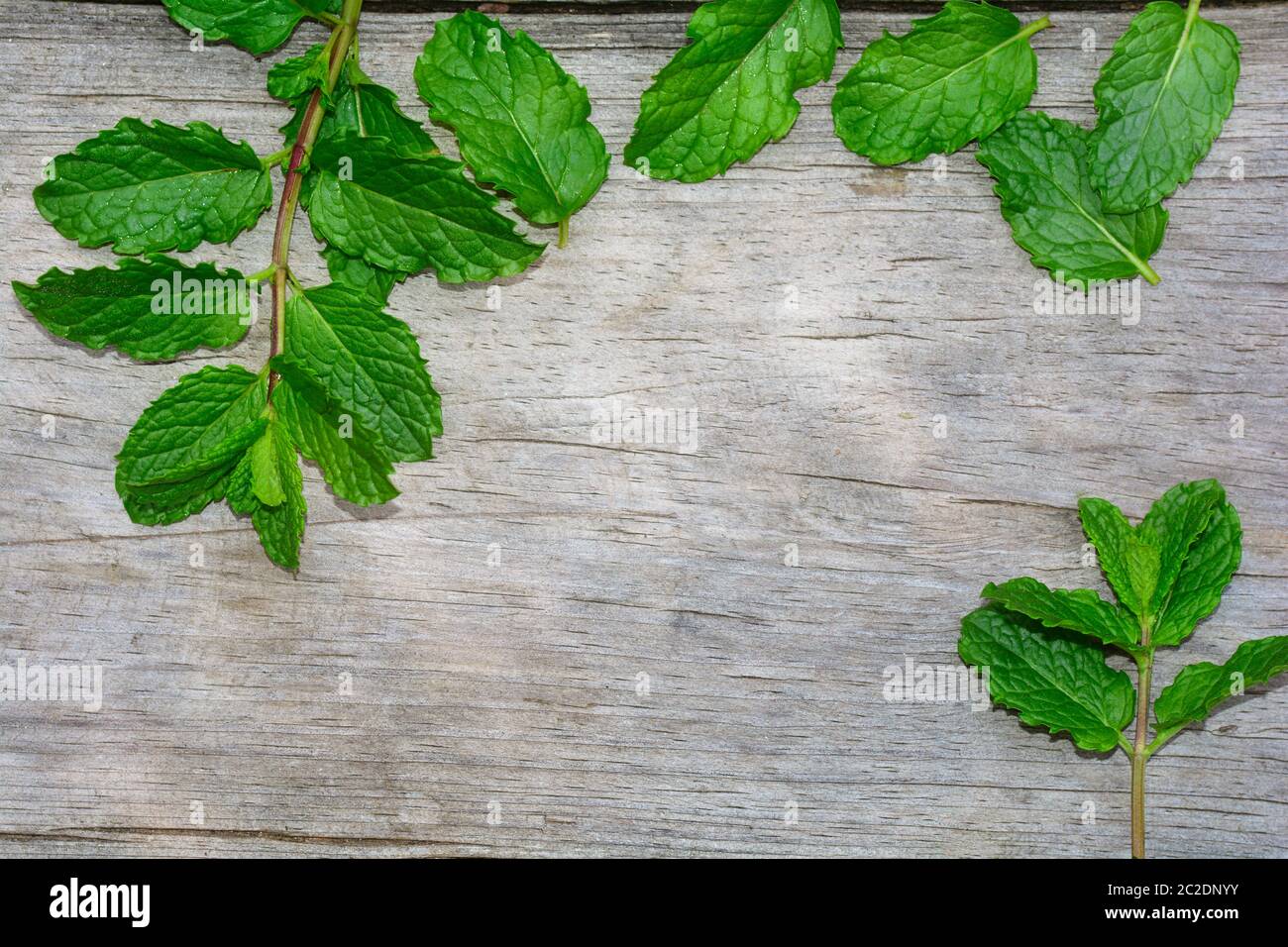 Some freshgreen  peppermint leaves on bright old wood with copy space Stock Photo