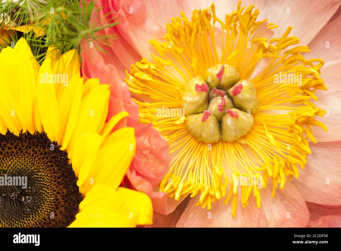 peony in a bunch with sunflower Stock Photo