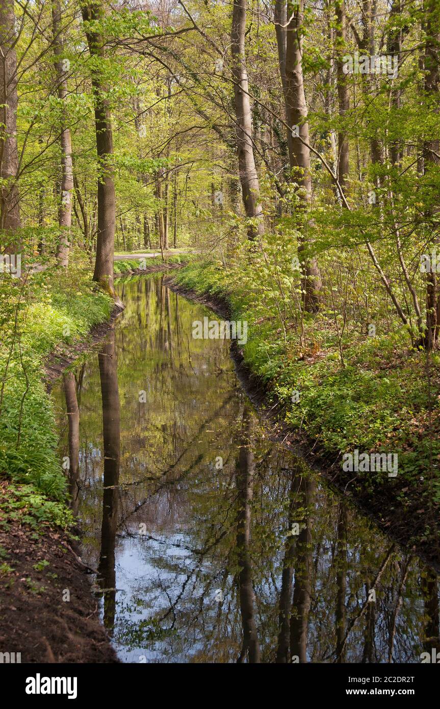 Forest 'Eilenriede' in Hannover Stock Photo