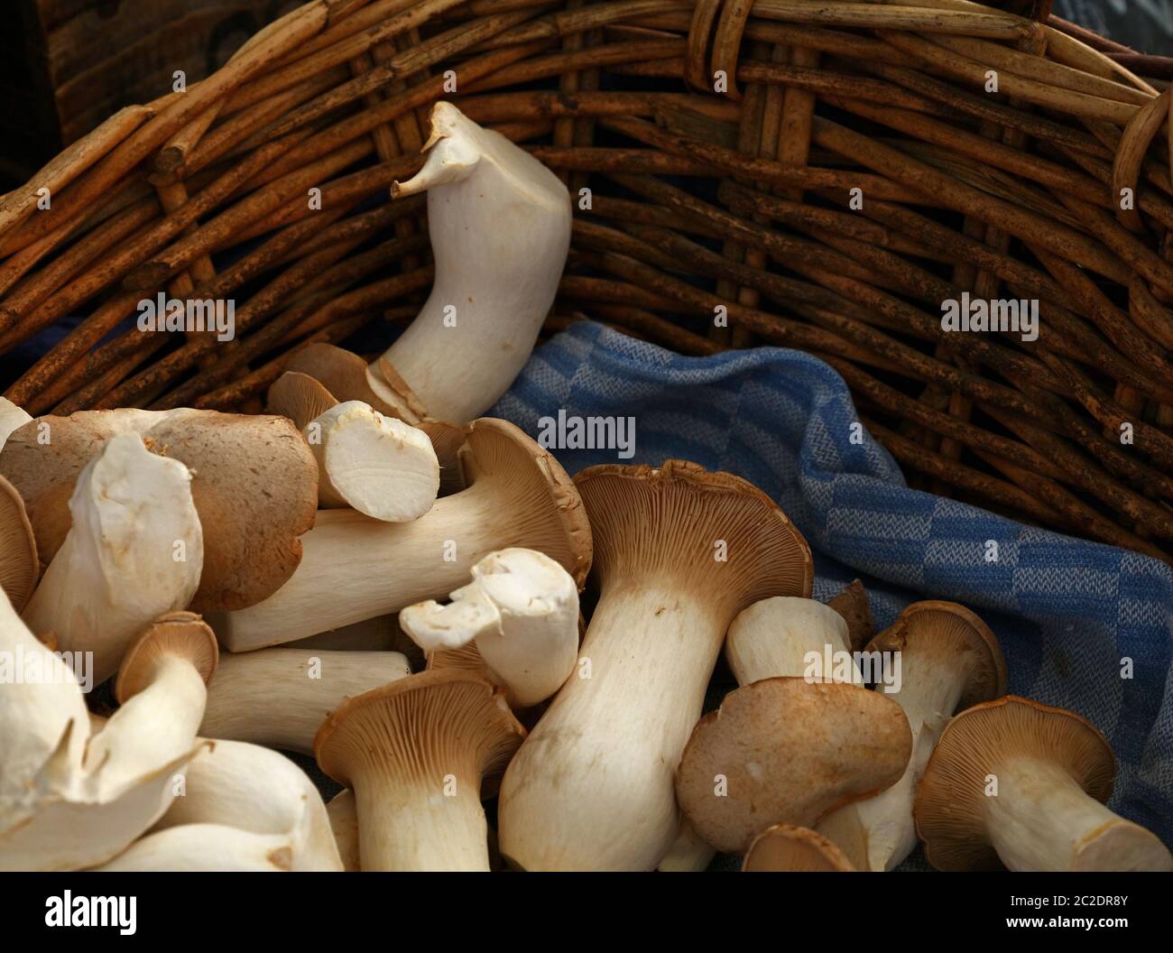 Close up king oyster mushrooms (Pleurotus eryngii, also known as brown trumpet or French horn