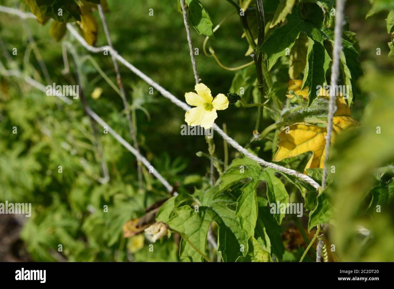 Female flower on a bitter gourd plant a small fruit sits behind the