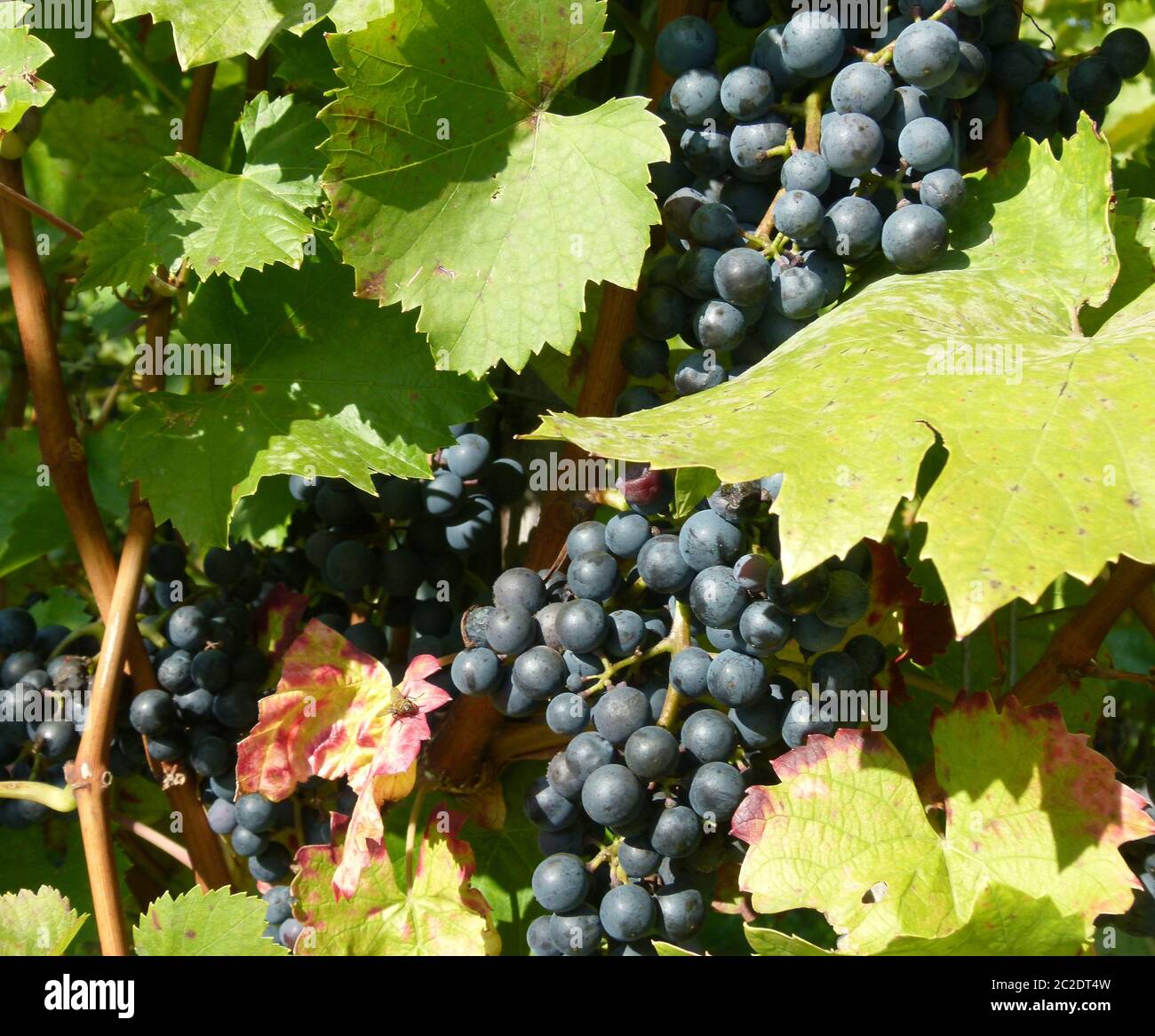 Grape vine with leaves and fruits in full sun Stock Photo