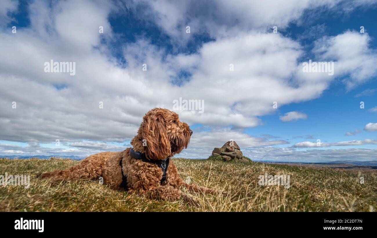 A young cockapoo lying on a hill top on the Campsie Fells in Scotland Stock Photo
