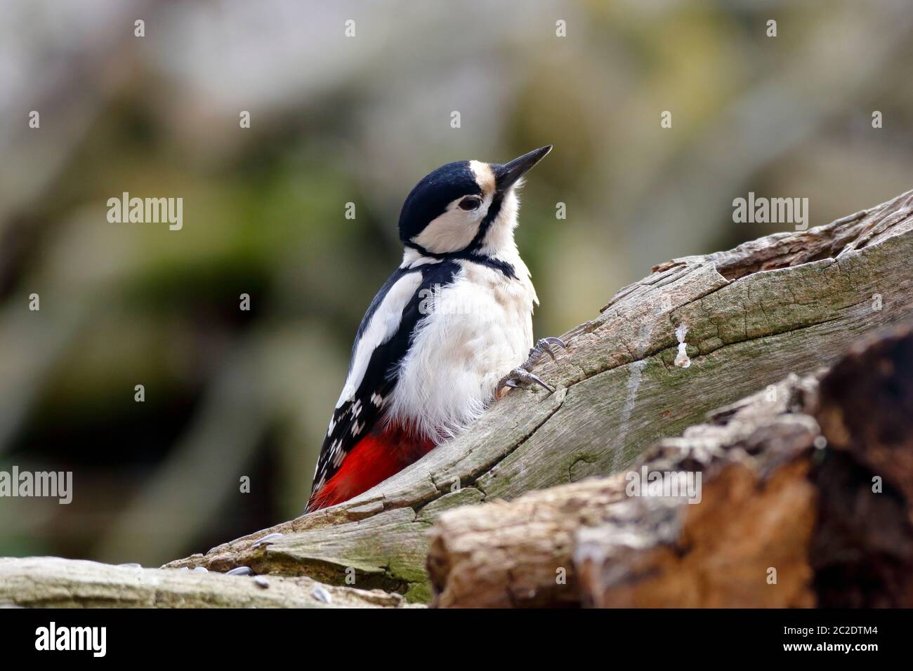 Great spotted woodpecker foraging Stock Photo