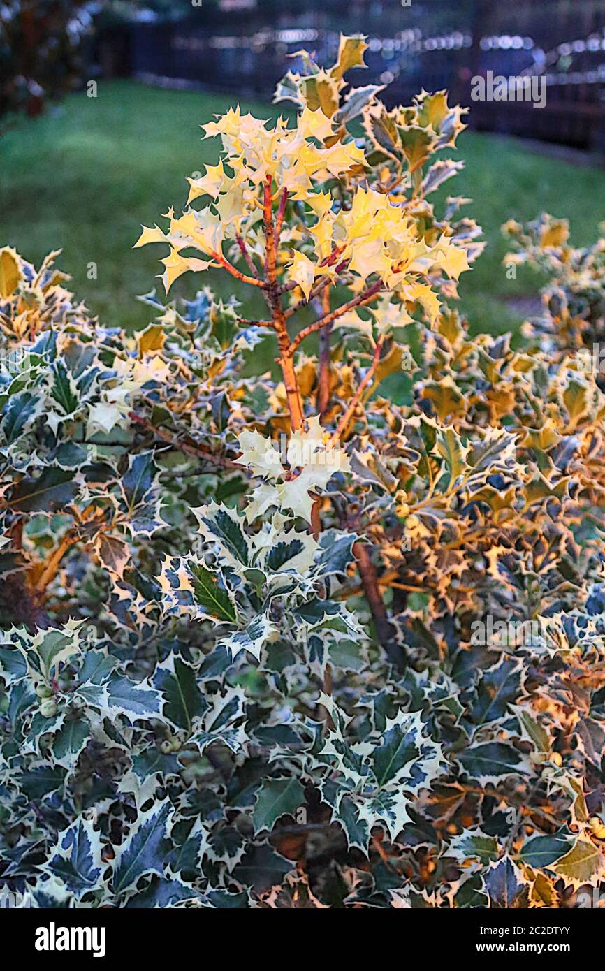 Variegated Holly Bush, green holly leaves Stock Photo