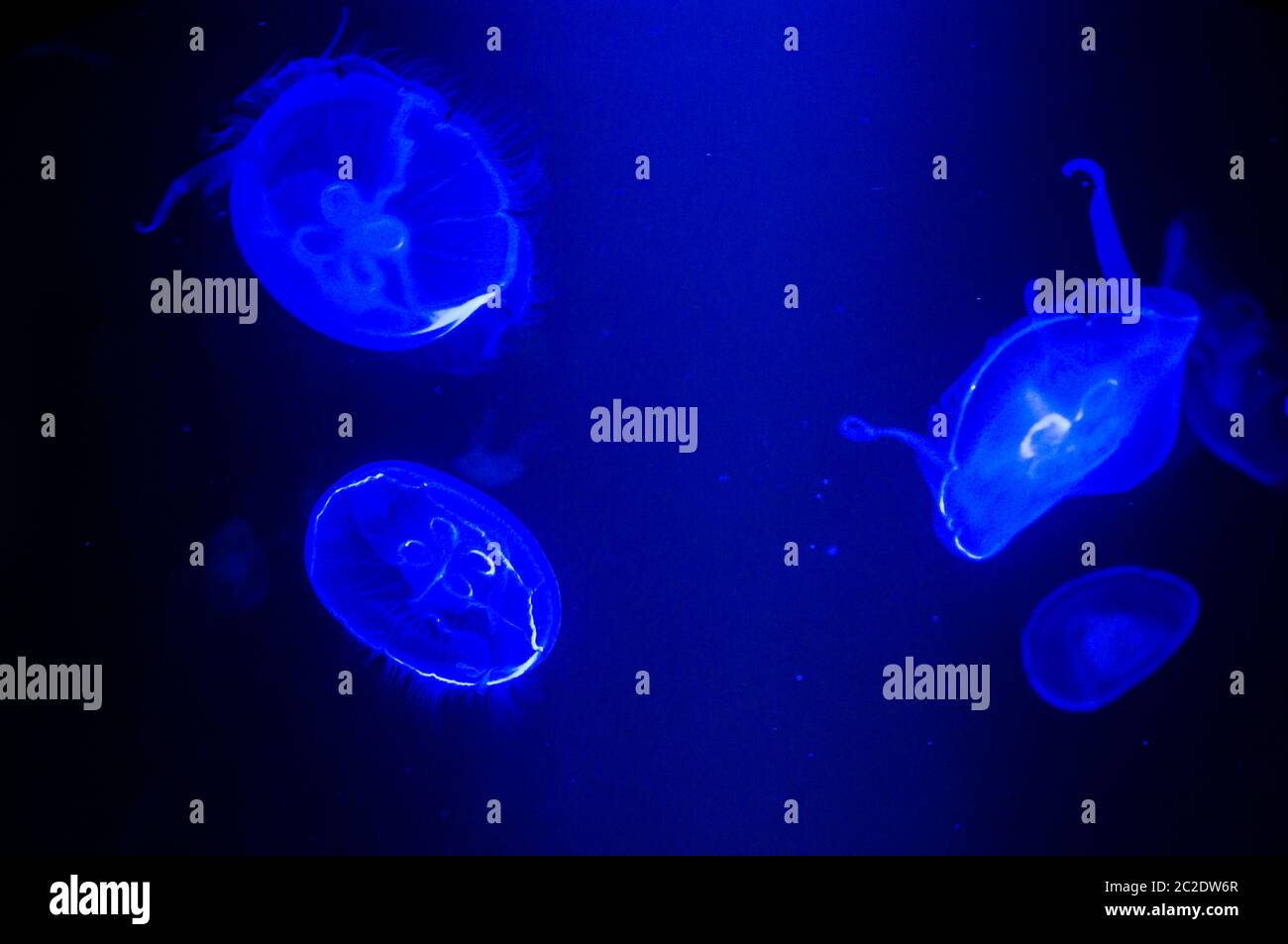 Mysterious jellyfish floating and drifting in deep blue water. Aurelia Aurita. Stock Photo