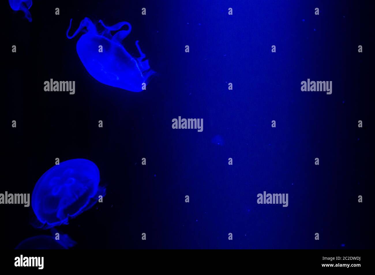 Mysterious jellyfish floating and drifting in deep blue water. Aurelia Aurita. Stock Photo