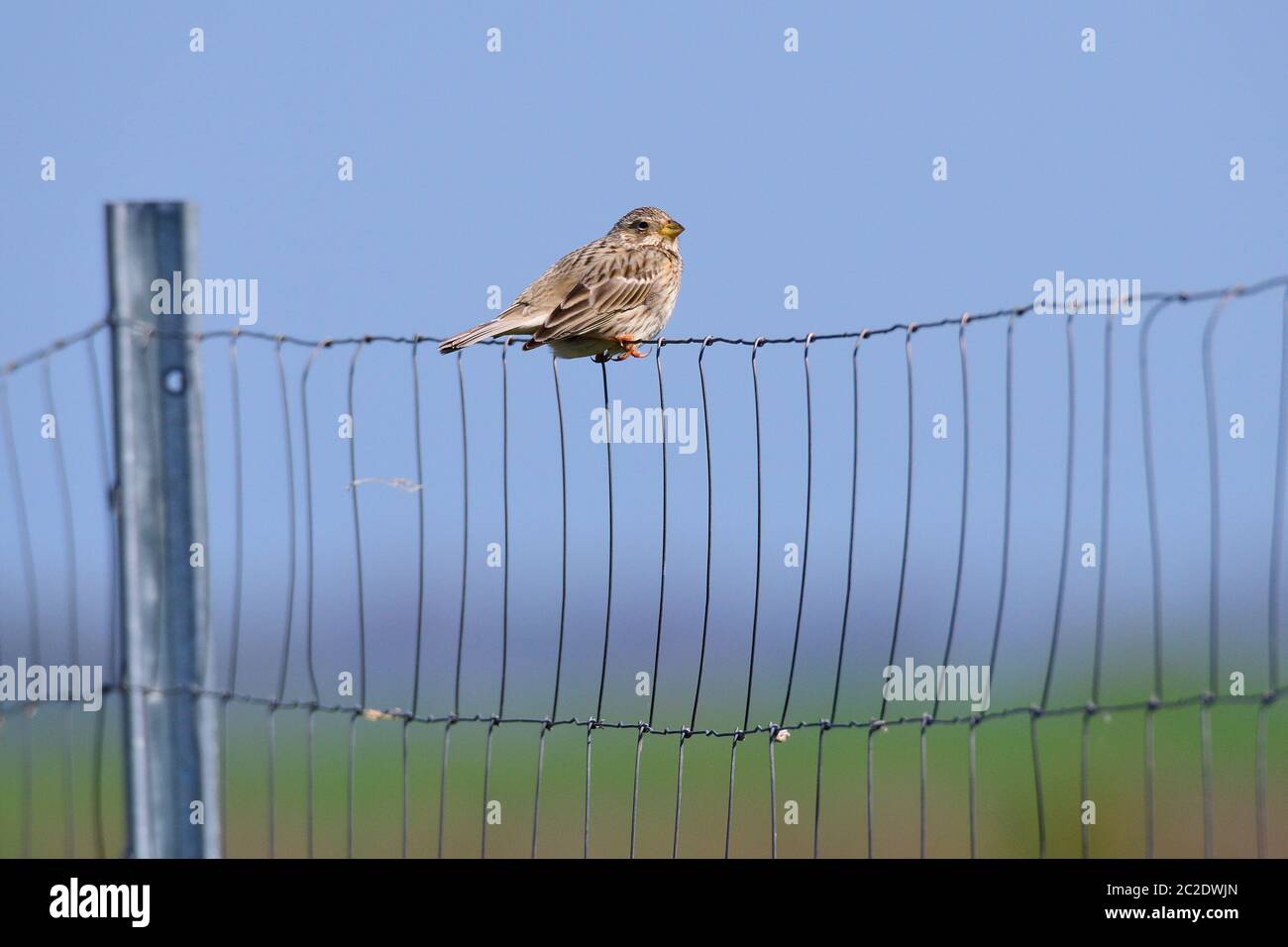 Corn bunting sit on a fence Stock Photo