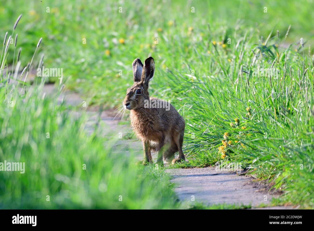 European hare sit on a meadow in the morning sun Stock Photo