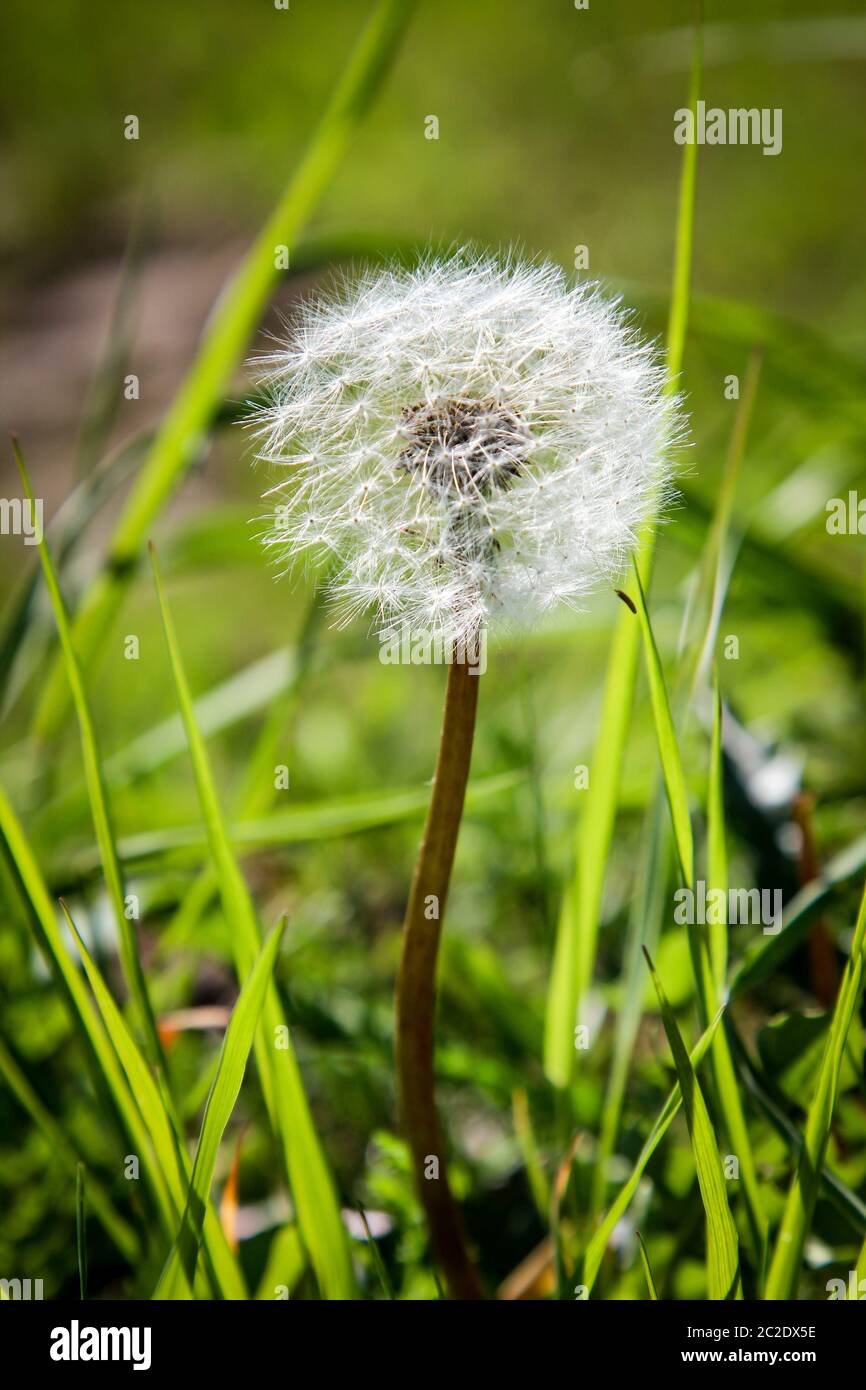 Bloomed dandelion in nature grows from green grass. Stock Photo