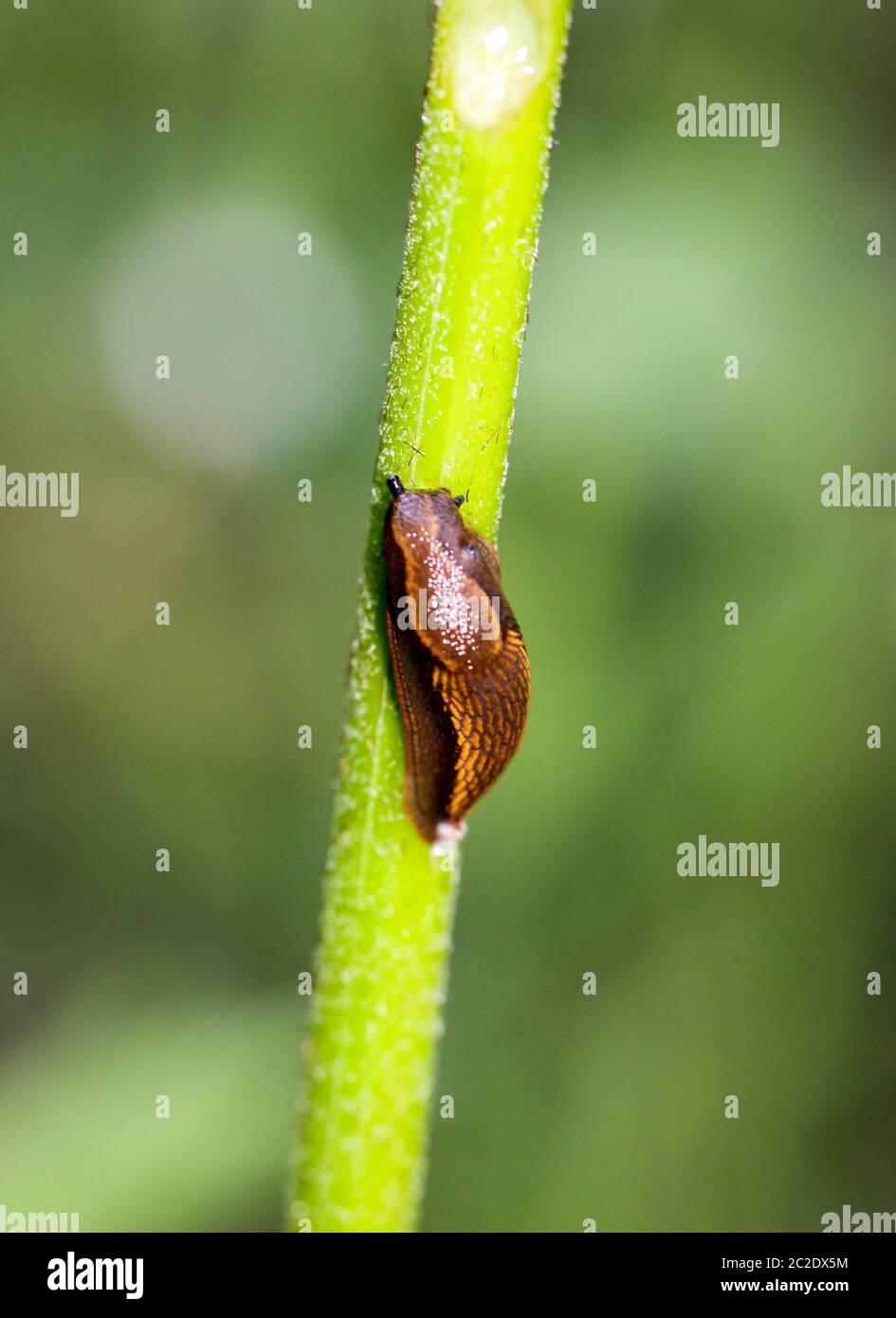 a slug creeps up a plant stem Stock Photo