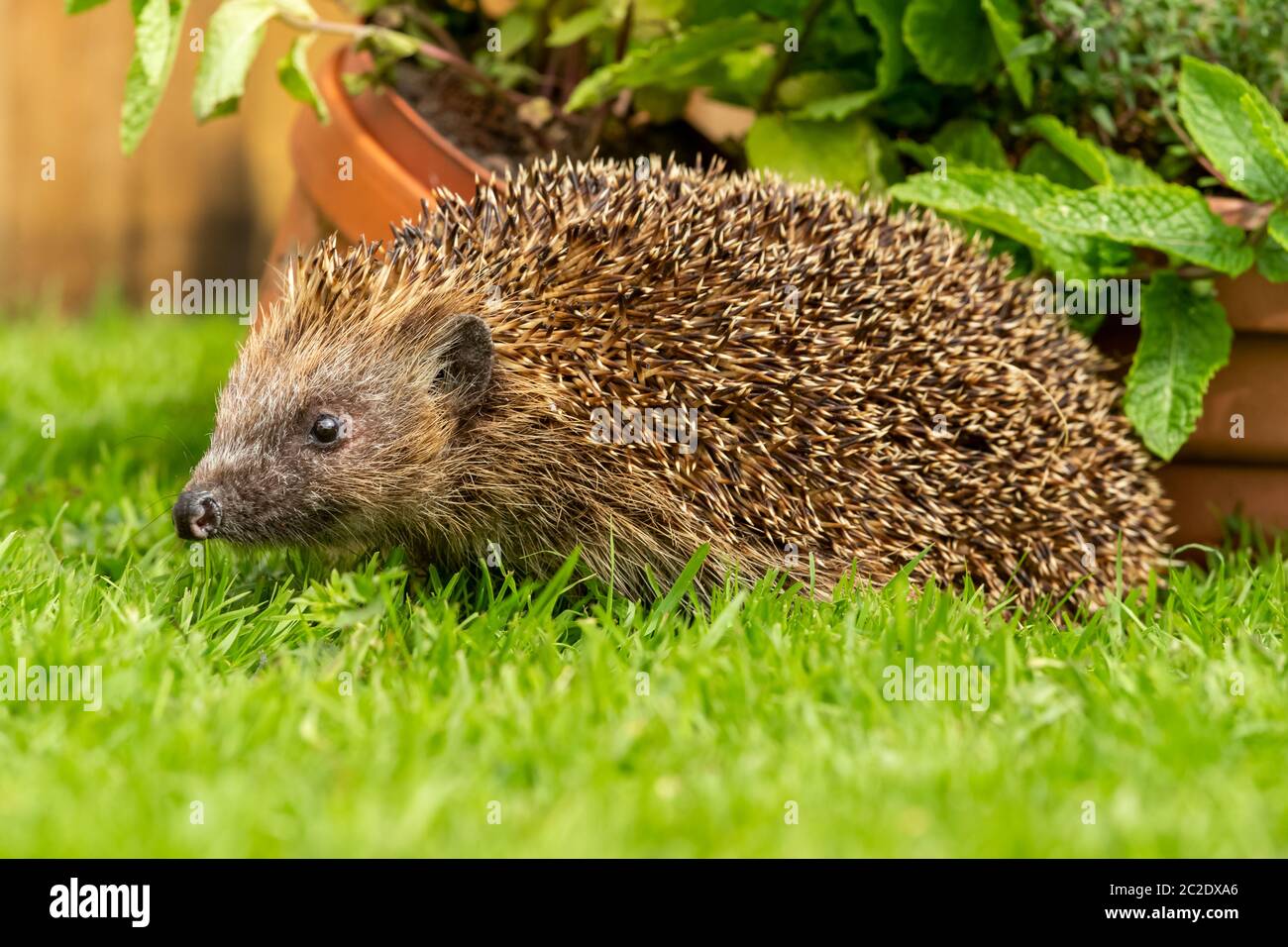 Hedgehog (Scientific name: Erinaceus Europaeus).  Wild, native, European hedgehog in a herb garden with plant pots and mint.  Facing left. Close up. Stock Photo