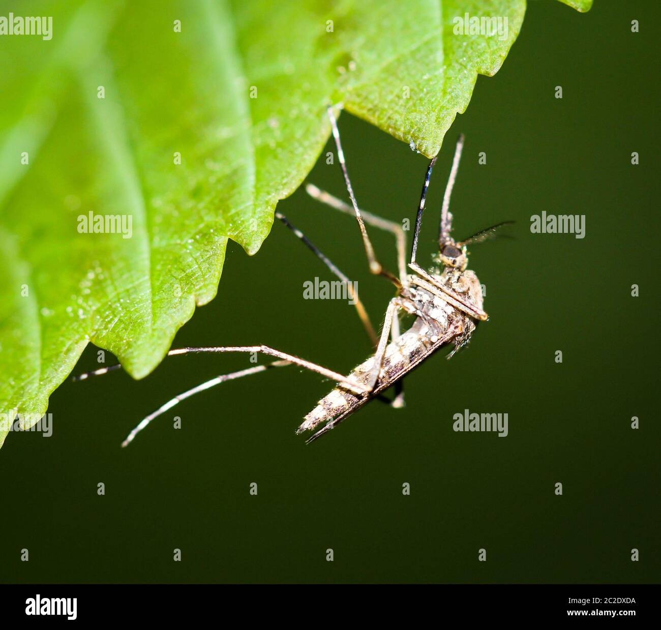a mosquito on a leaf in the forest Stock Photo