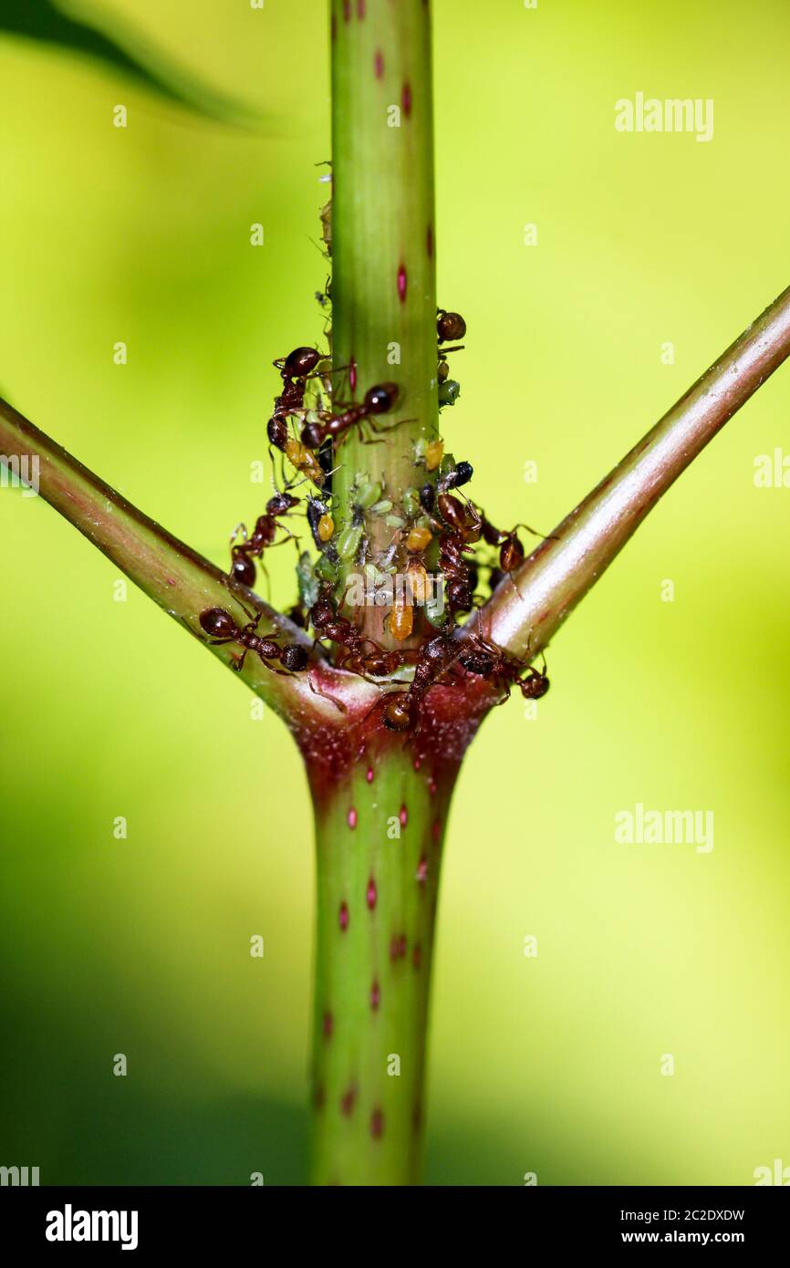 Ants keep a colony aphids to milk them Stock Photo