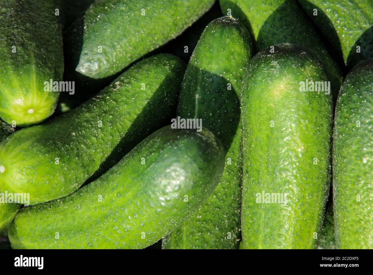 Vegetable cucumbers are freshly washed in a bowl Stock Photo