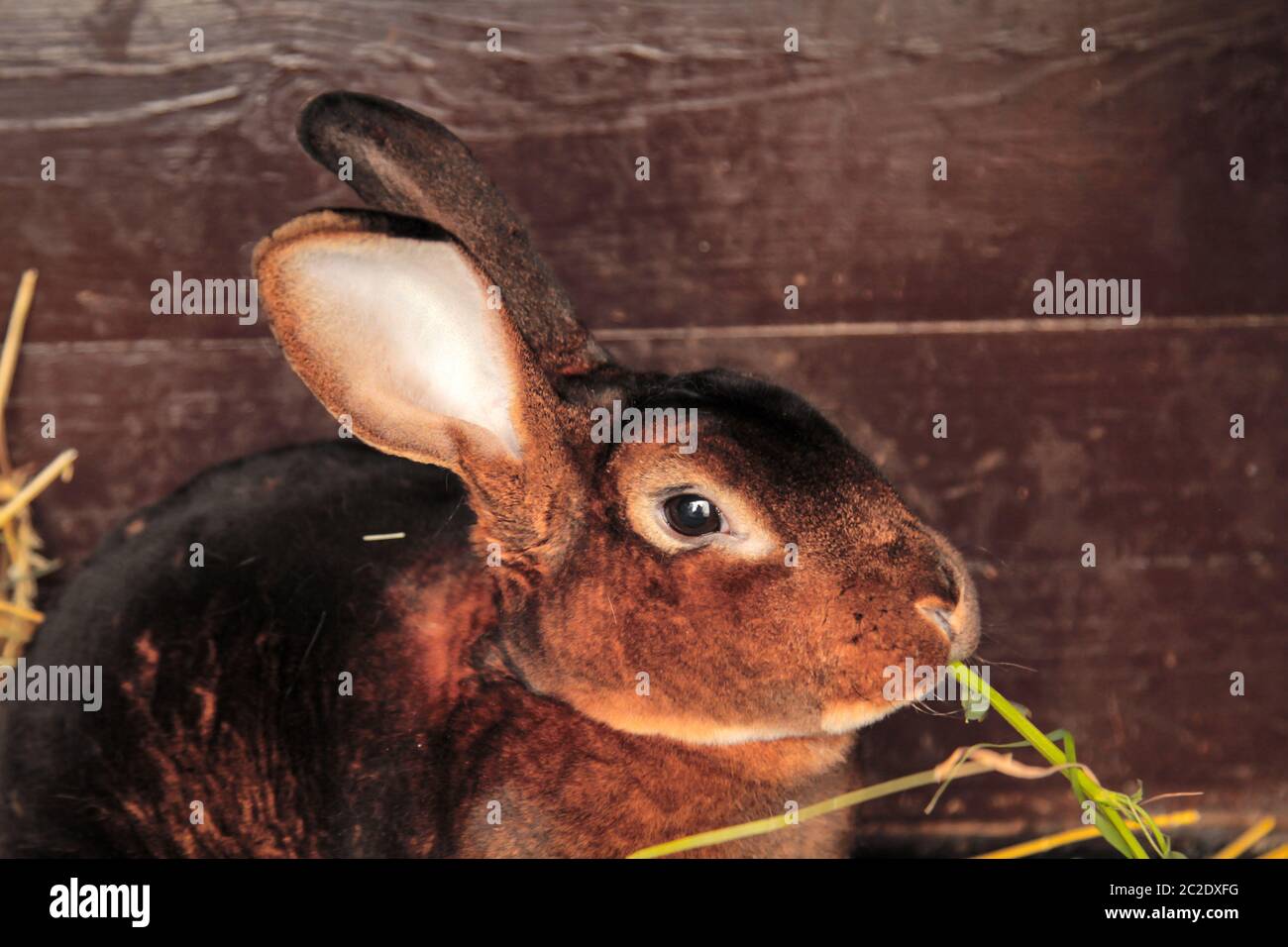 a domestic rabbits in their rabbit hutch, Stock Photo