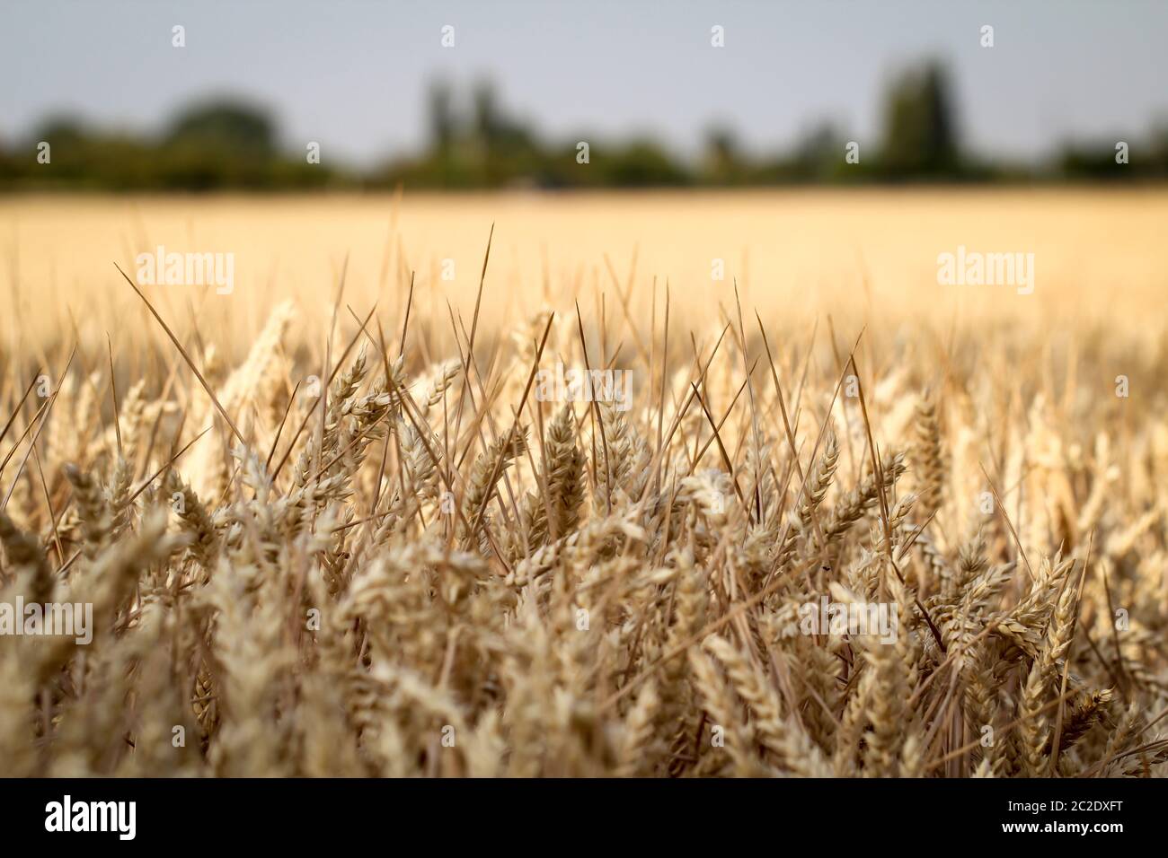 Ripe wheat ears in a field. Wheat field. Background of ripening ears of meadow wheat field. Stock Photo