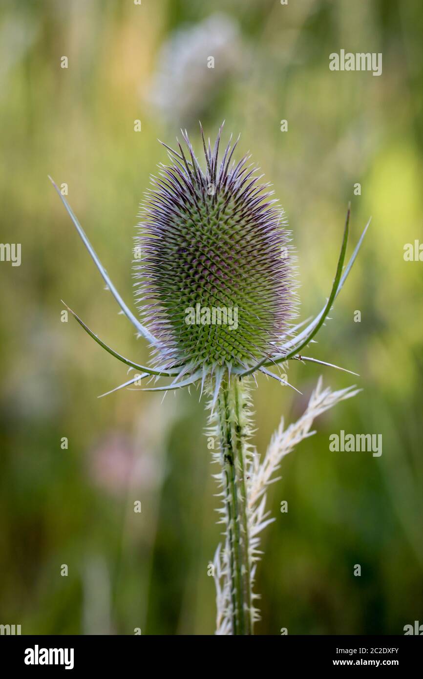 a close up of a wild card, thistle Stock Photo