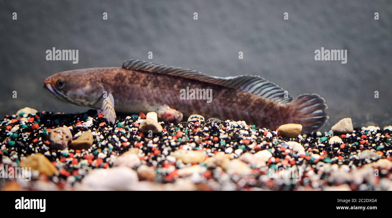 Detail of a mud-head fish in aquarium Stock Photo