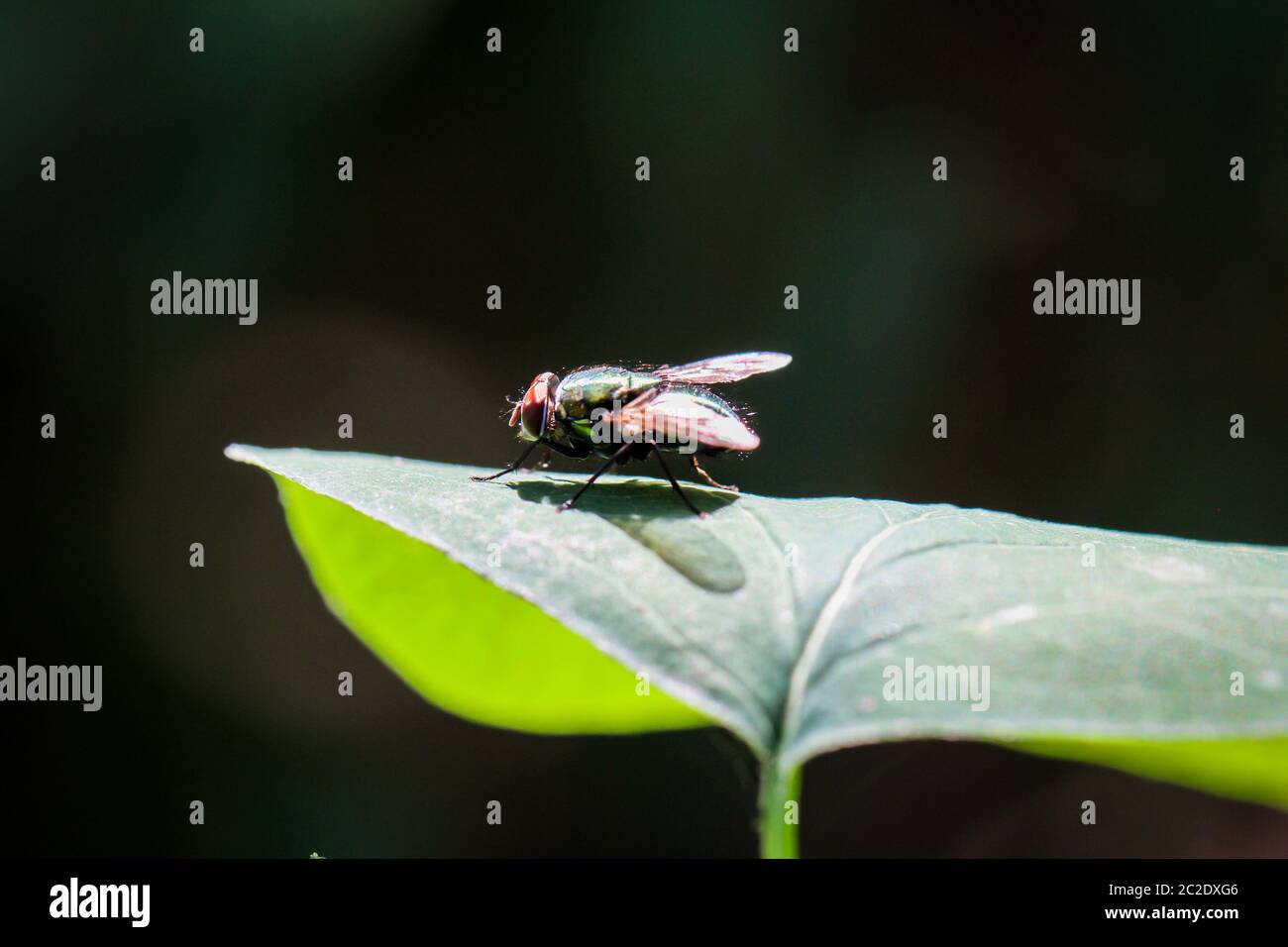Details of a Fly, Macro of a fly Stock Photo