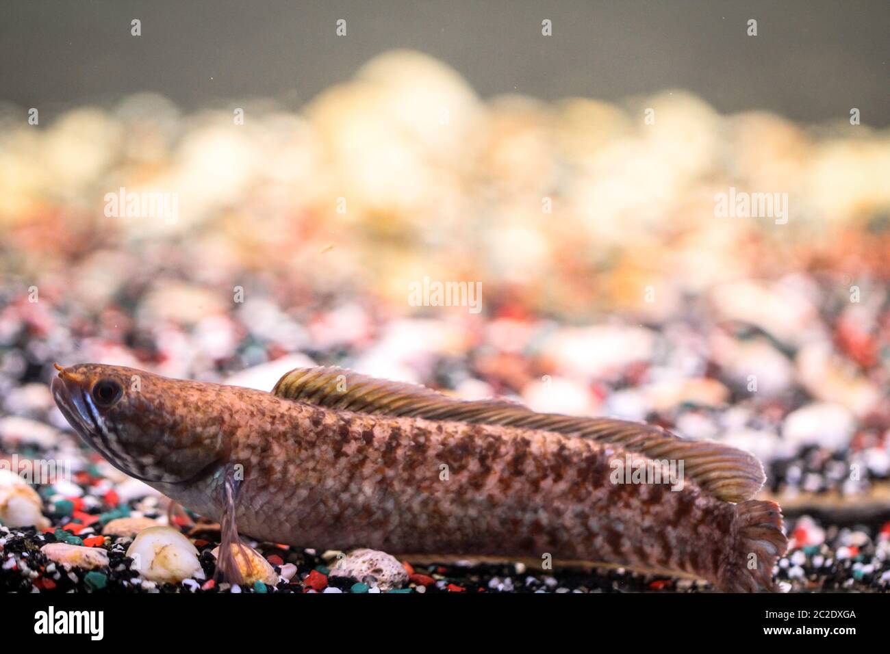 Detail of a mud-head fish in aquarium Stock Photo