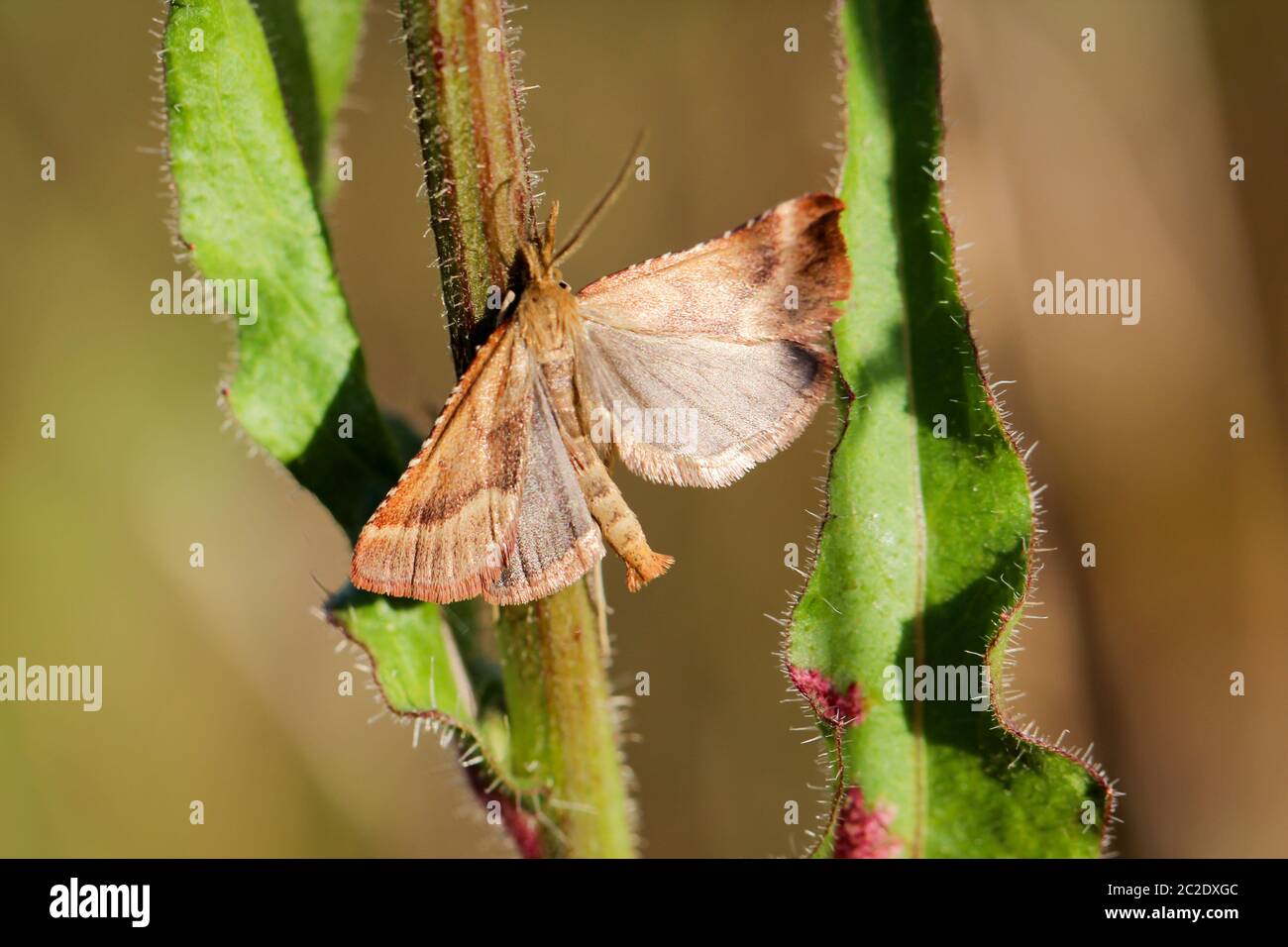 Nature background butterfly. Butterfly insect in nature. Nature insect butterfly on a flower plant. Butterfly in nature. Stock Photo