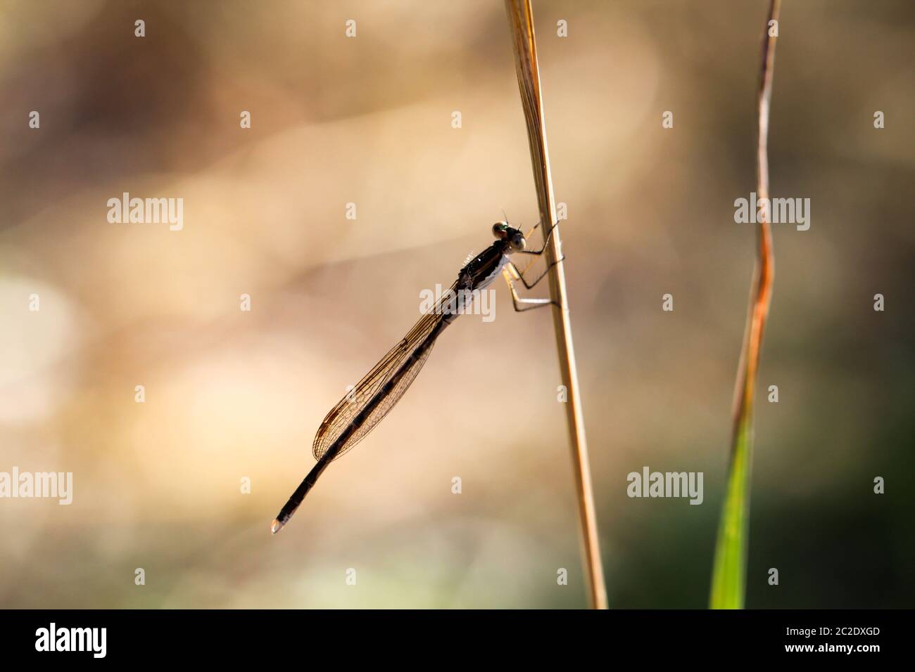 a dragonfly on a plant, portrait of a dragonfly Stock Photo