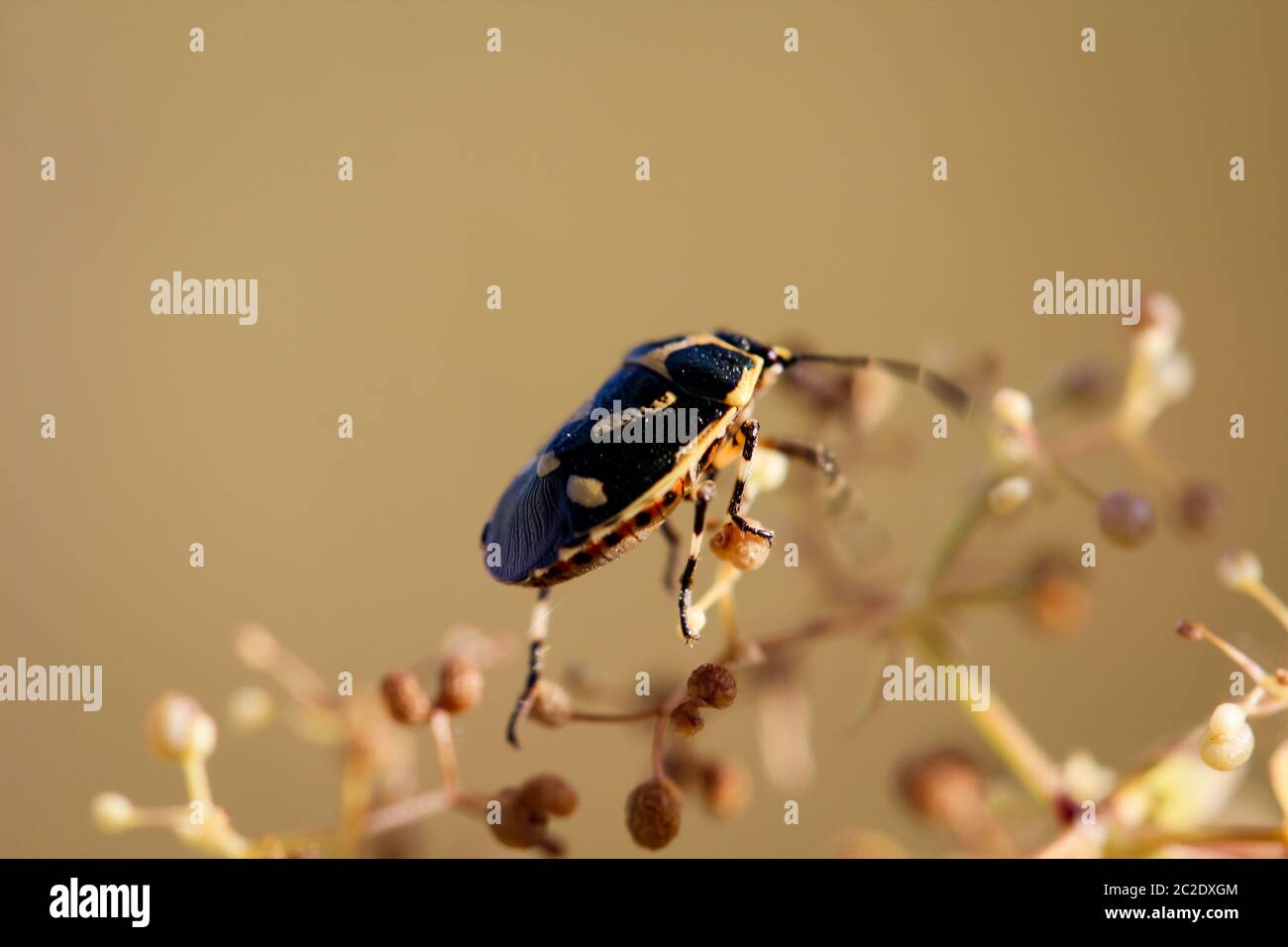 A bug or beetle on a plant Stock Photo